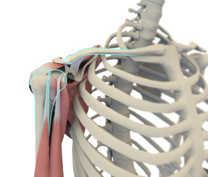 Shoulder Anatomy